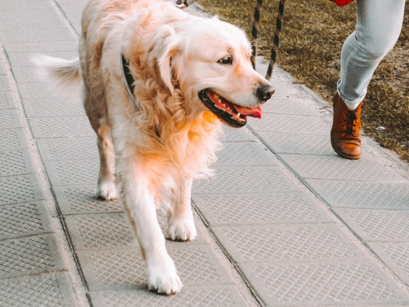 When the pavement is too hot for dogs’ paws